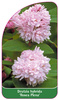 Deutzia hybrida 'Rosea Plena'