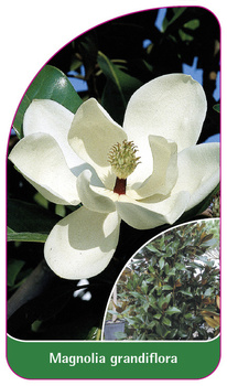 Magnolia grandiflora