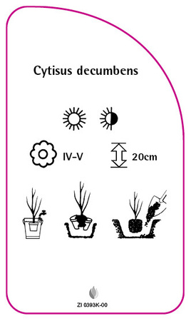 Cytisus decumbens