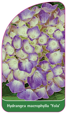 Hydrangea macrophylla 'Yola'