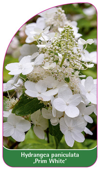 Hydrangea paniculata 'Prim White'