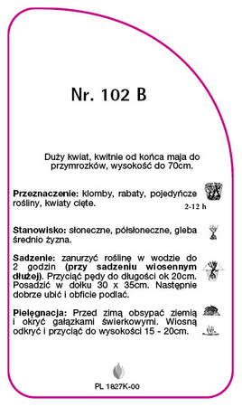 Róza rabatowa Nr. 102 B