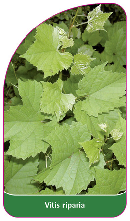 Vitis riparia