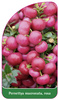 Pernettya mucronata, rosa