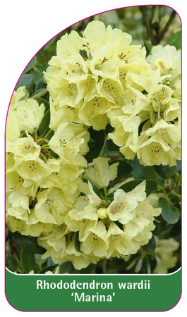 Rhododendron wardii 'Marina'