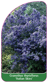 Ceanothus thyrisflorus 'Italian Skies'