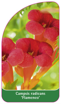 Campsis radicans 'Flamenco'