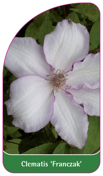 Clematis 'Franczak'