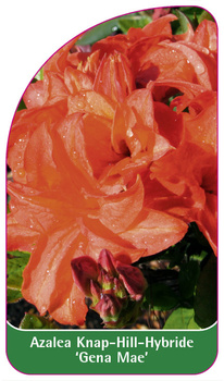 Azalea Knap-Hill-Hybride 'Gena Mae'