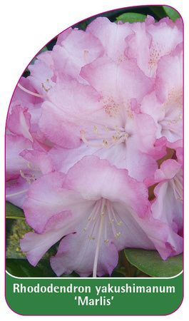 Rhododendron yakushimanum 'Marlis'