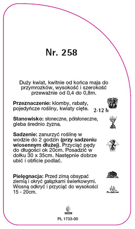 Trandafir cu flori mari Nr. 258