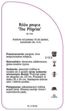 Pnoucí růže 'The Pilgrim'