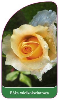 Róza wielkokwiatowa Nr. 237