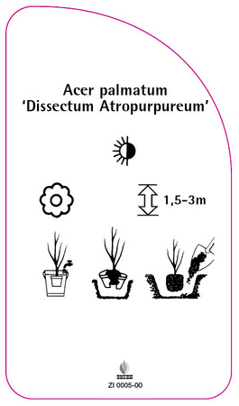 Acer palmatum 'Dissectum Atropurpureum'