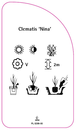 Clematis 'Nina'