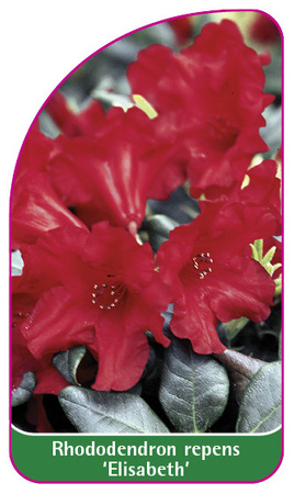 Rhododendron repens 'Elisabeth'
