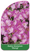 Azalea kiusianum 'Maiogi'