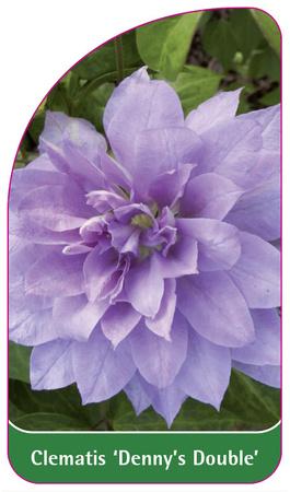 Clematis 'Denny's Double'