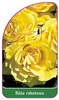 Róza rabatowa Nr. 104 A