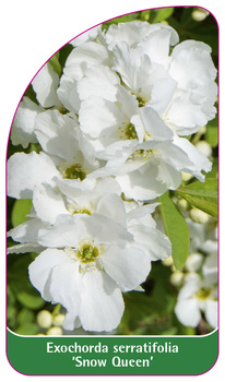 Exochorda serratifolia 'Snow Queen'