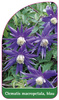Clematis macropetala, blau