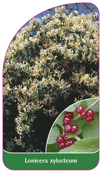 Lonicera xylosteum