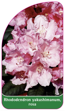Rhododendron yakushimanum, rosa