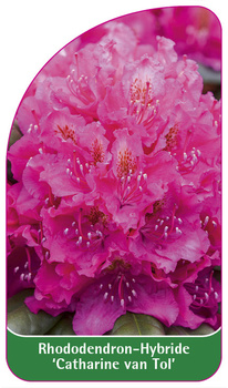 Rhododendron-Hybride 'Catarine van Tol'