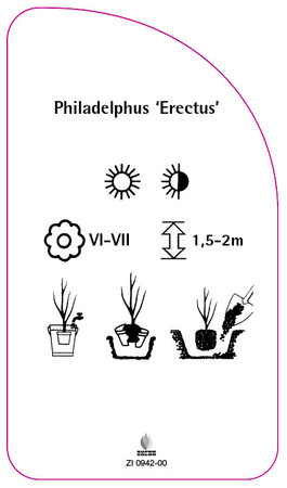 Philadelphus "Erectus