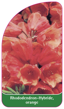 Rhododendron-Hybride, orange