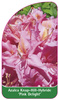 Azalea Knap-Hill-Hybride 'Pink Delight'