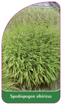 Spodiopogon sibiricus