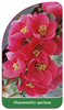 Chaenomeles speciosa