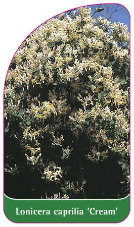 Lonicera caprilia 'Cream'