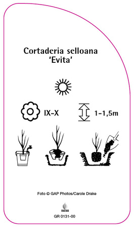 Cortaderia selloana 'Evita'