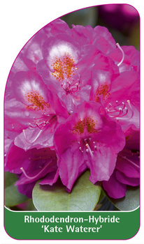 Rhododendron-Hybride 'Kate Waterer'