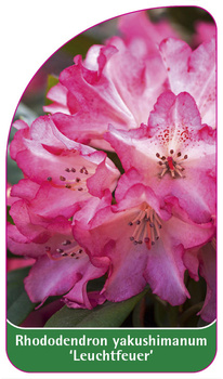Rhododendron yakushimanum 'Leuchtfeuer'