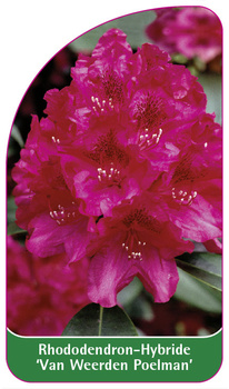 Rhododendron-Hybride 'Van Weerden Poelman'