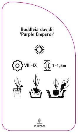 Buddleia davidii 'Purple Emperor'