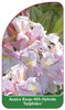 Azalea Knap-Hill-Hybride 'Sylphides'