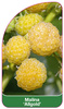 Malina 'Allgold'