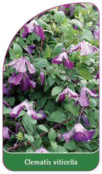 Clematis viticella