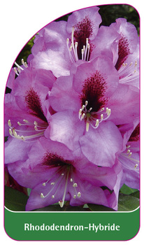 Rhododendron-Hybride 'Hachmann´s Kokardia'