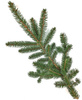 Gałązka świerka zielona żywa do 30cm