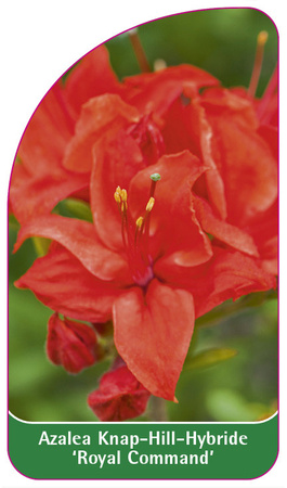 Azalea Knap-Hill-Hybride 'Royal Command''
