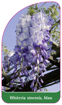 Wisteria sinensis, blau