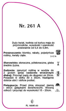 Vícekvětá růže č. 261 A