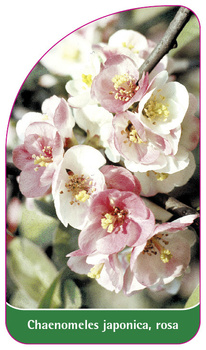 Chaenomeles japonica, rosa