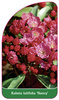 Kalmia latifolia 'Nancy'