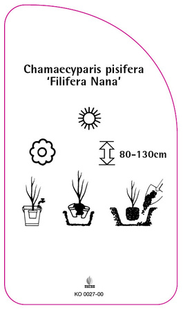 Chamaecyparis pisifera 'Filifera Nana'